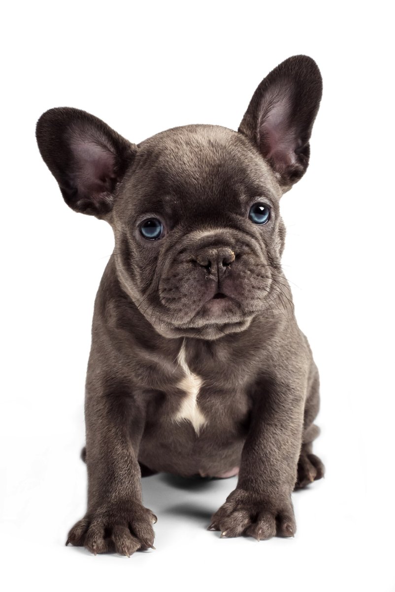 Французский бульдог коричневый окрас