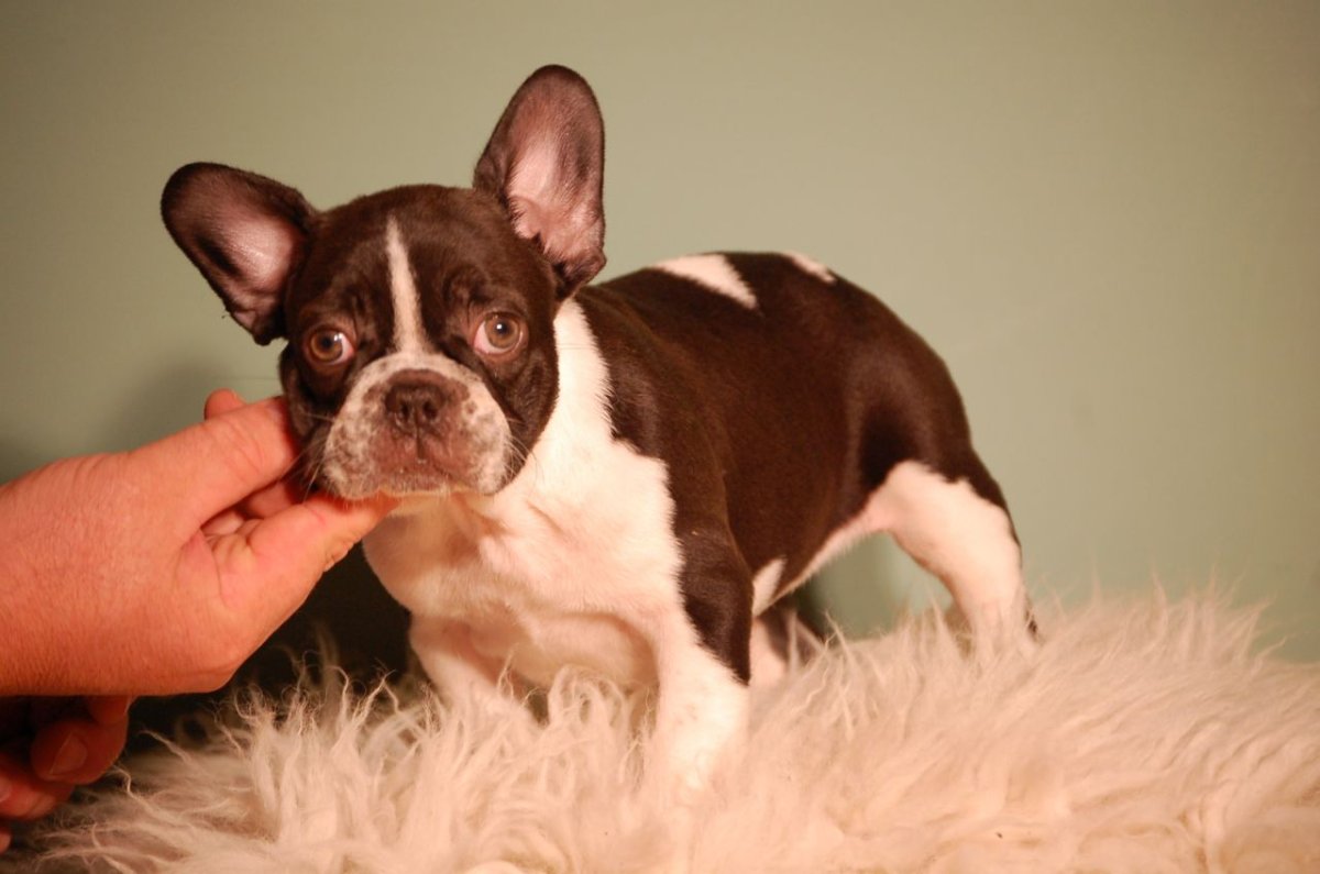 Шоколадный французский бульдог