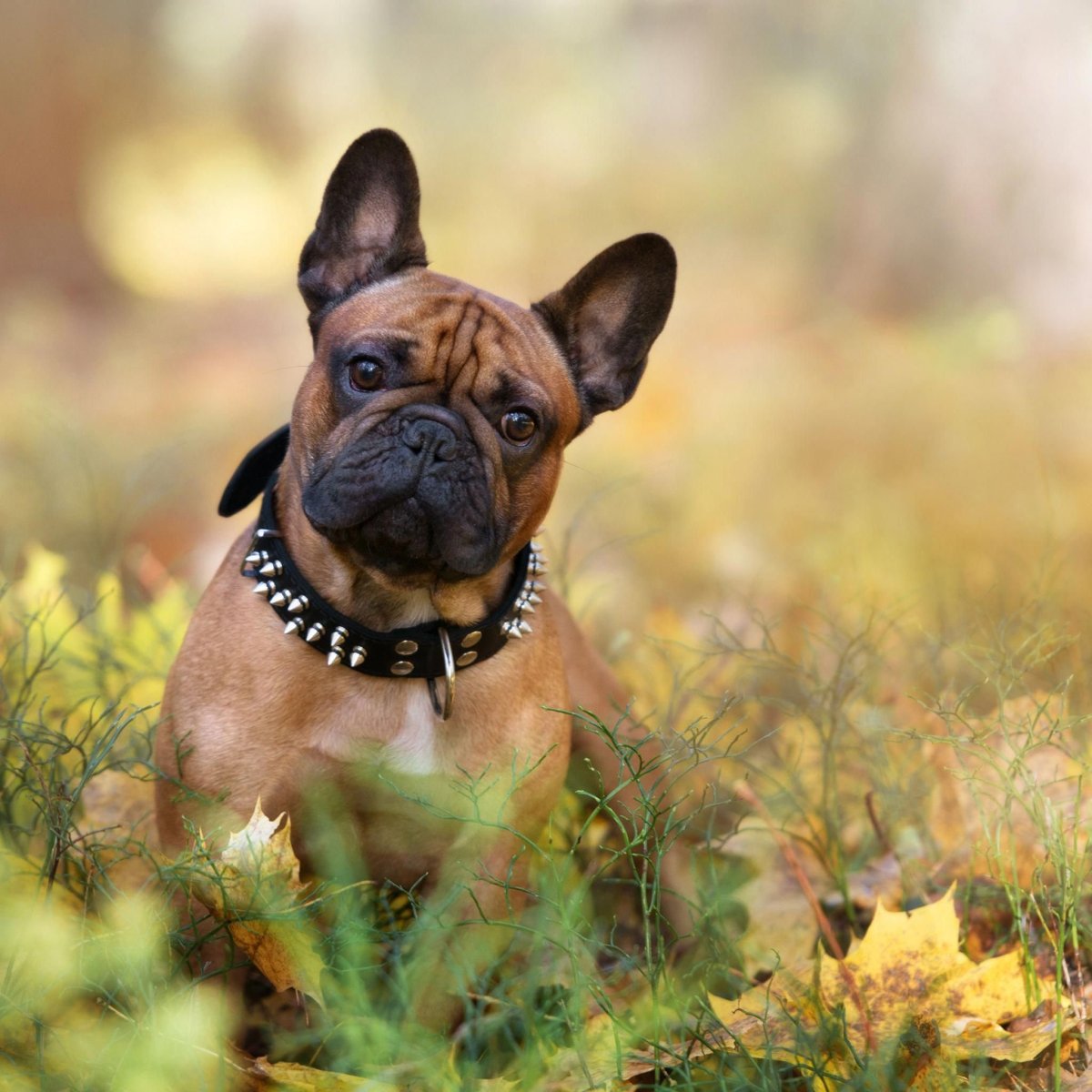 Французский бульдог