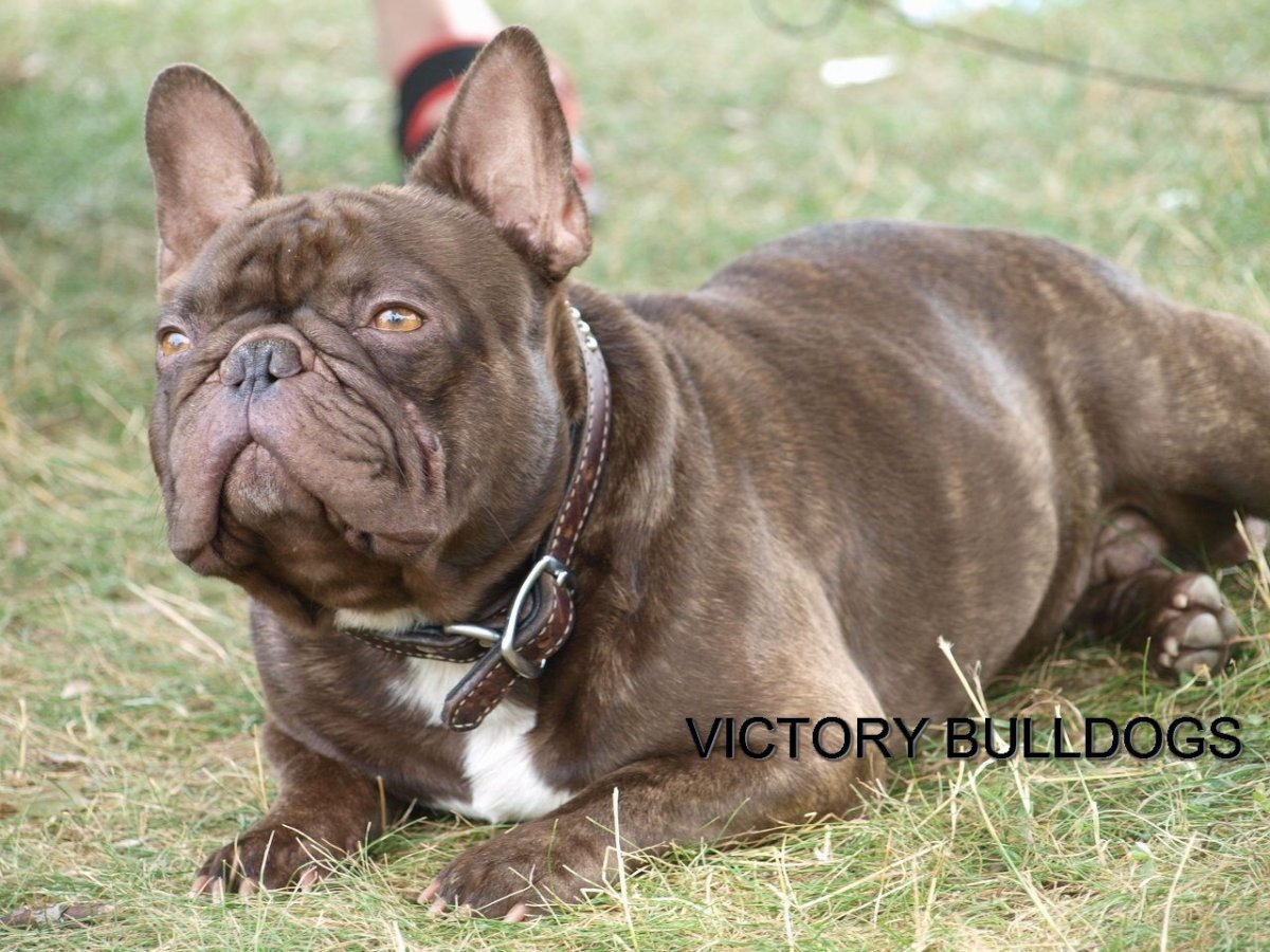 Французский бульдог Виктори