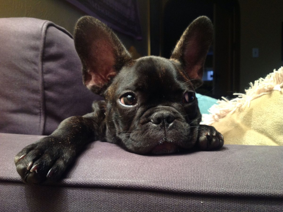 Французский бульдог шоколад