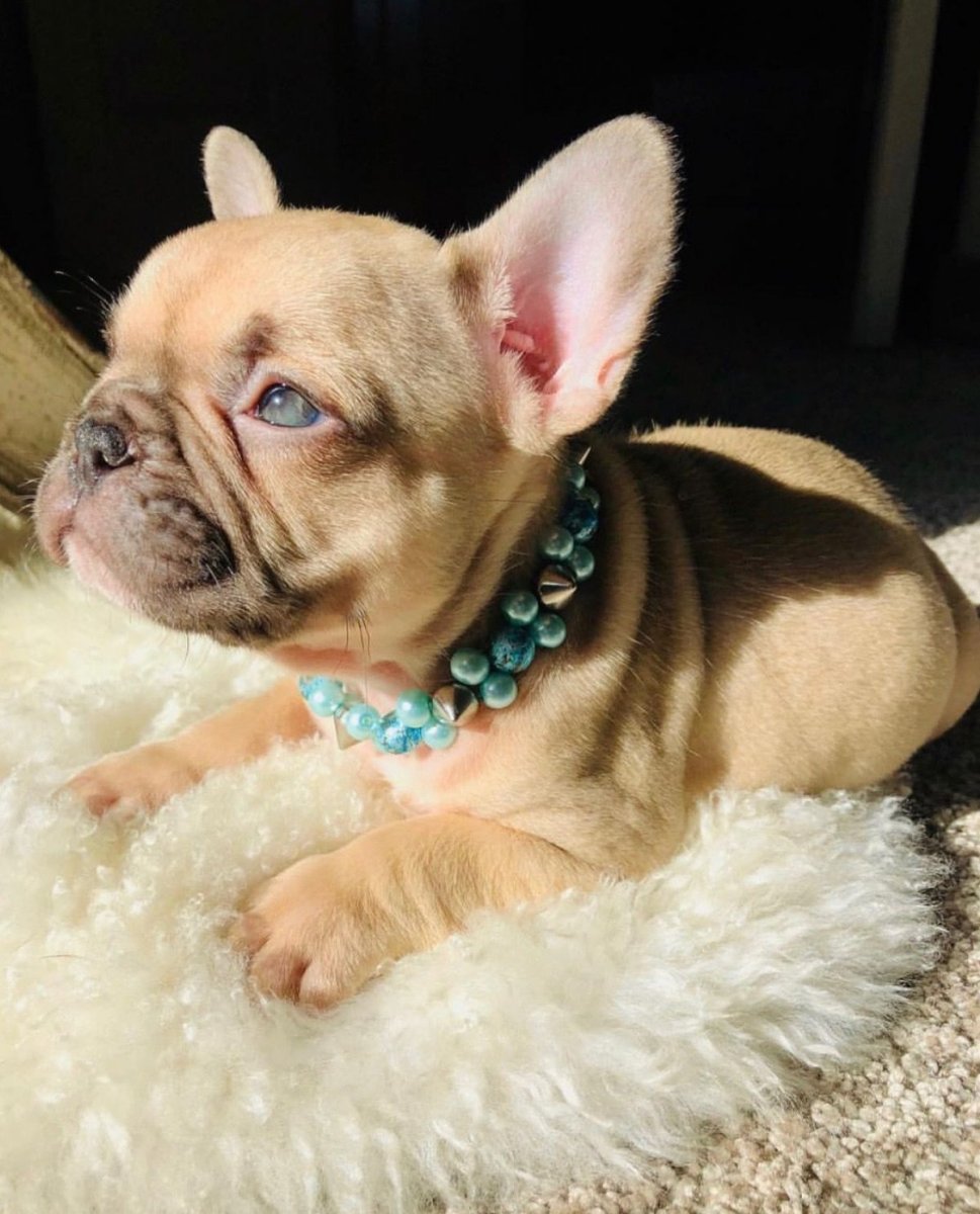 Французский бульдог песочный