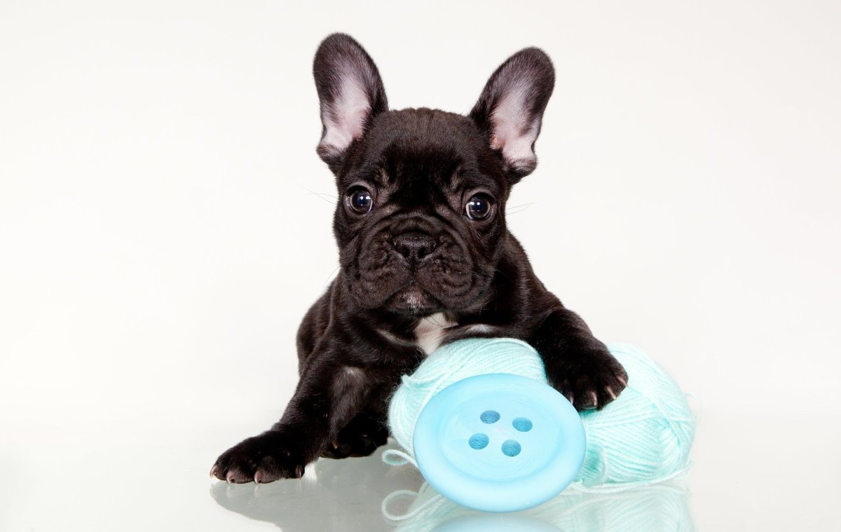 Французский бульдог щенок