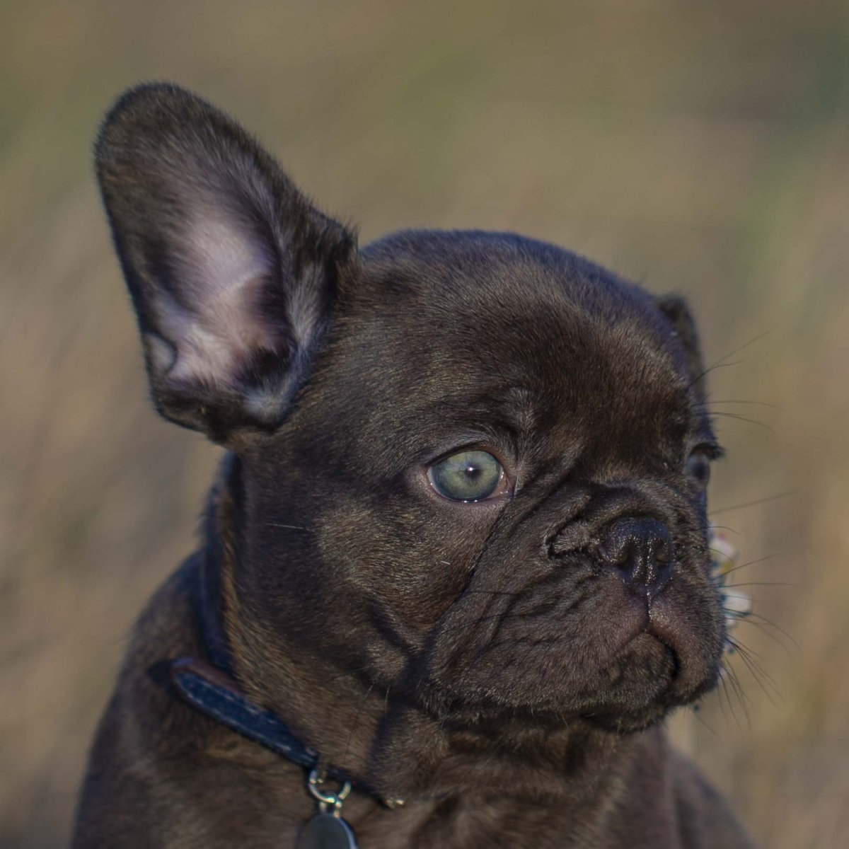Шоколадный фавн французский бульдог