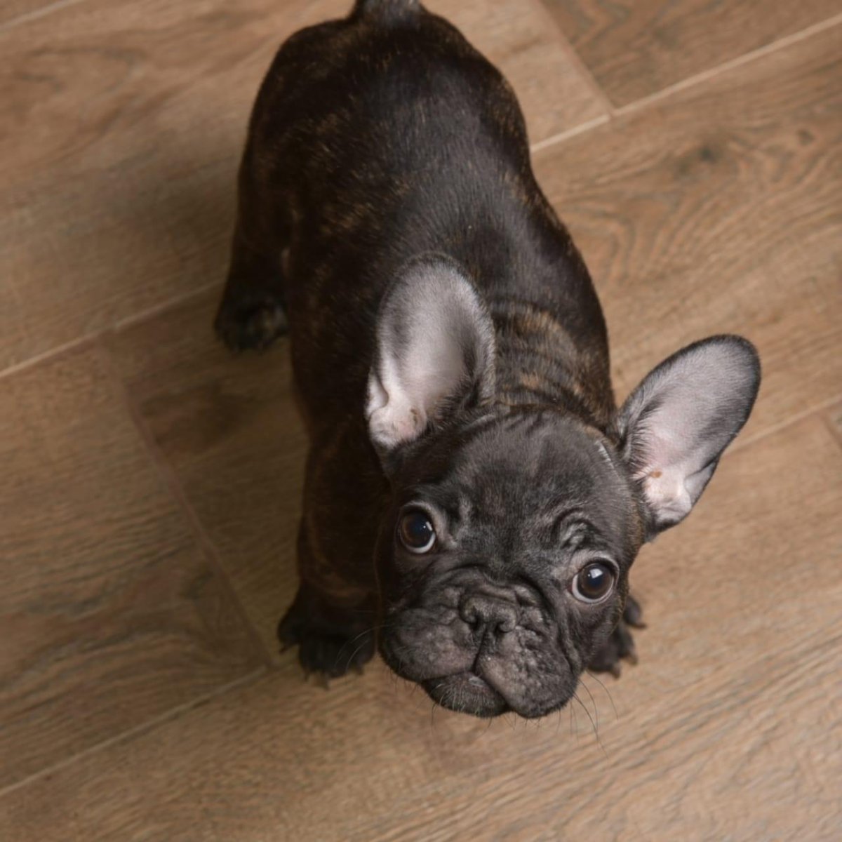 Французский бульдог дешевый