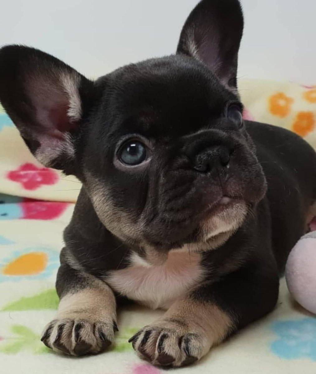 Черно подпалый французский бульдог