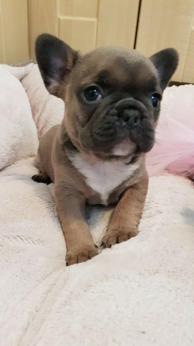 Новорожденный французский бульдог