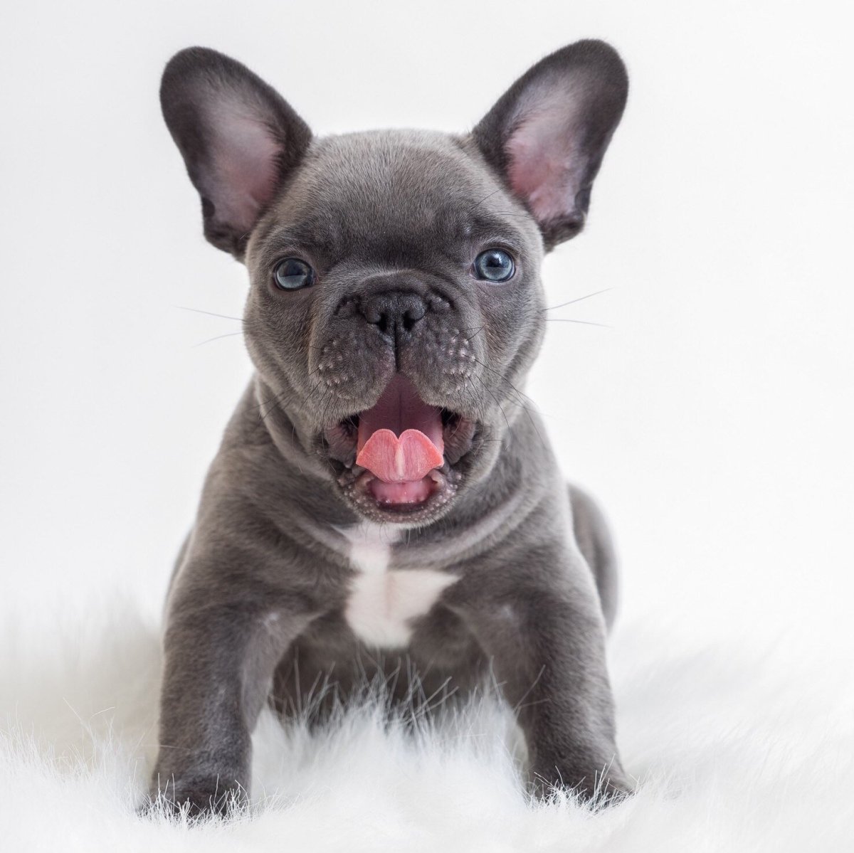 Французский бульдог палевый