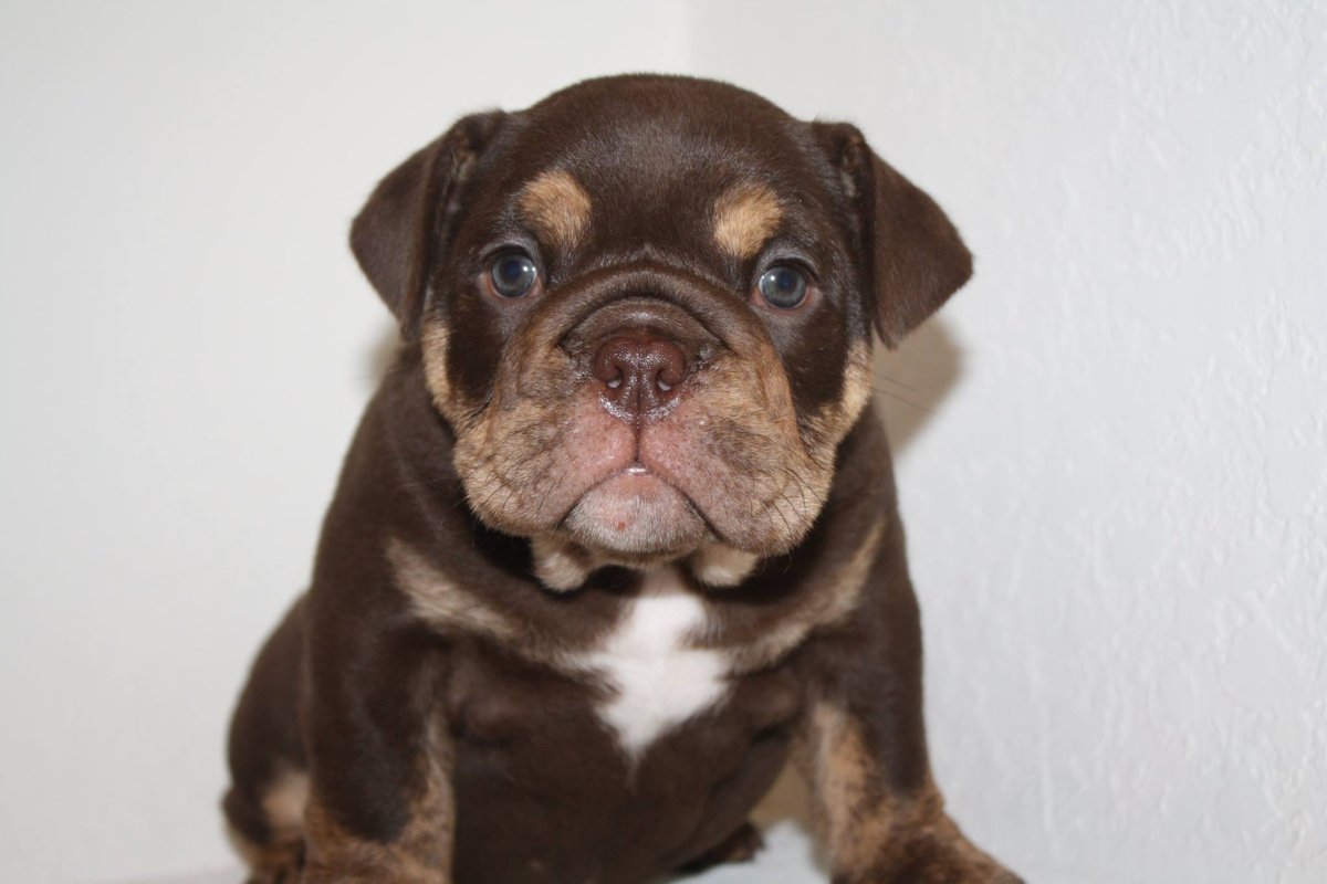 Шоколадный французский бульдог