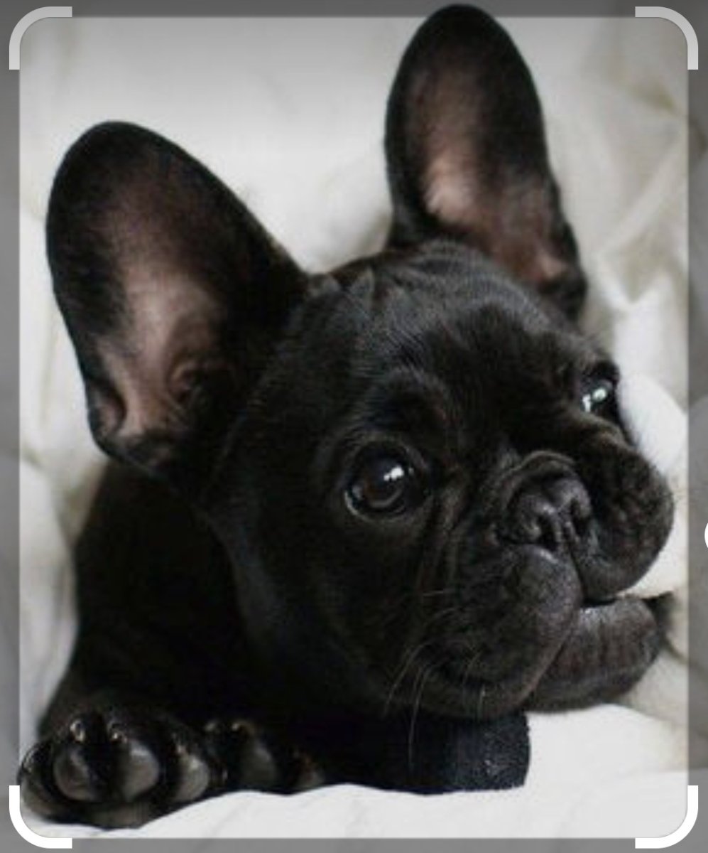 Собака французский бульдог