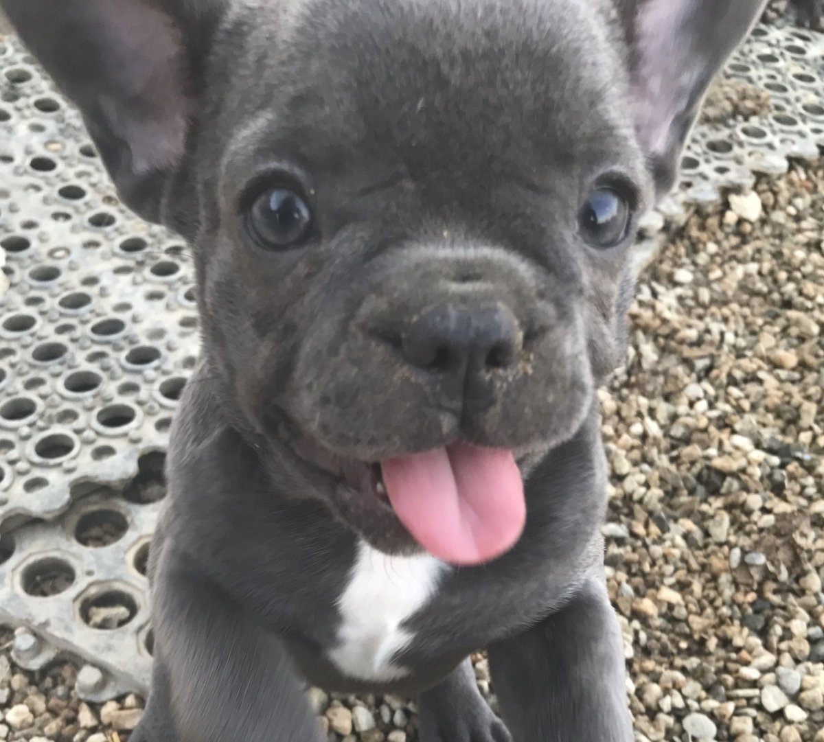 Французский бульдог серый с голубыми глазами