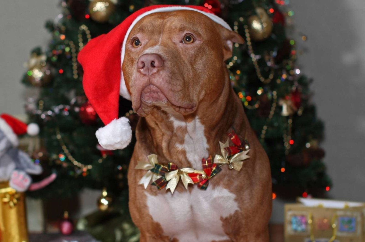 Геометрические животные собаки питбуль