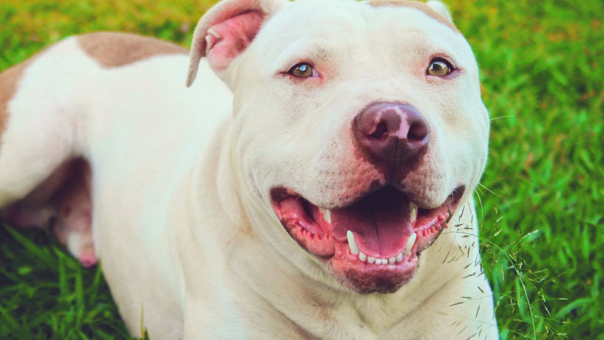 Фурри бультерьер