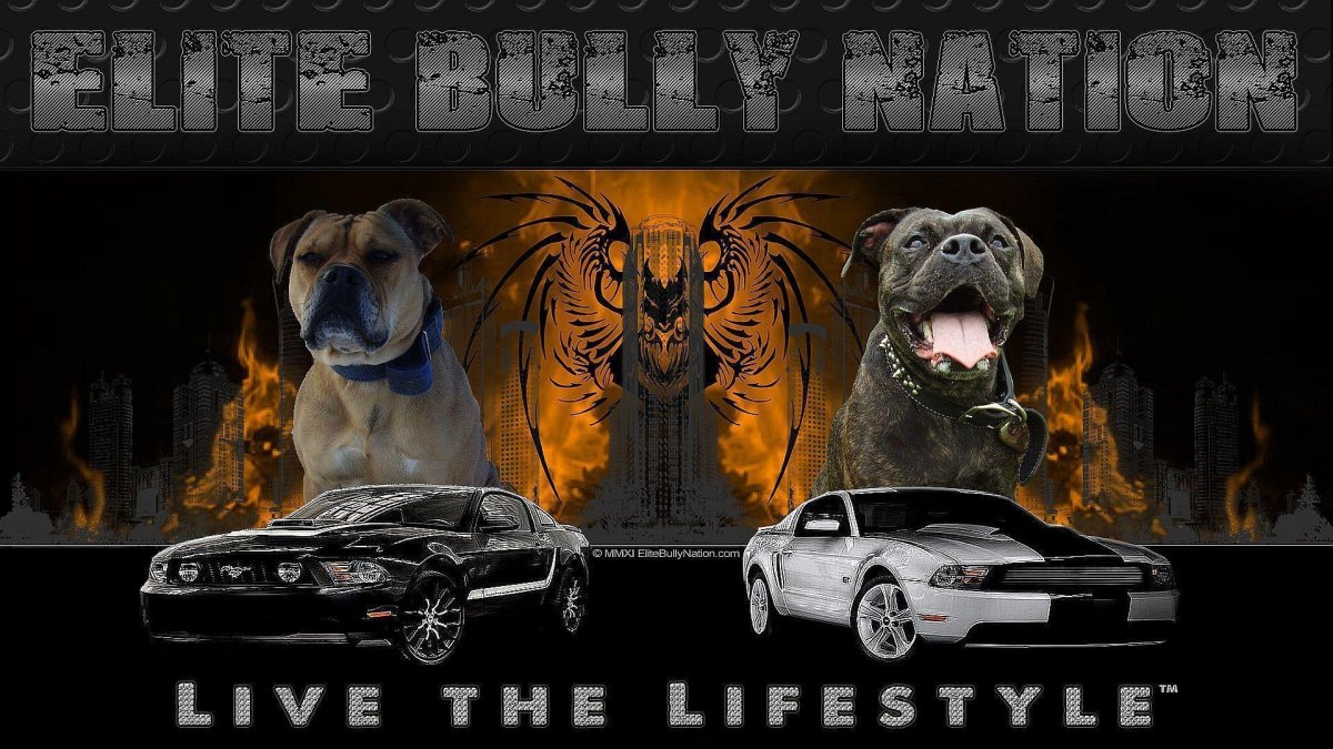 Питбуль обои