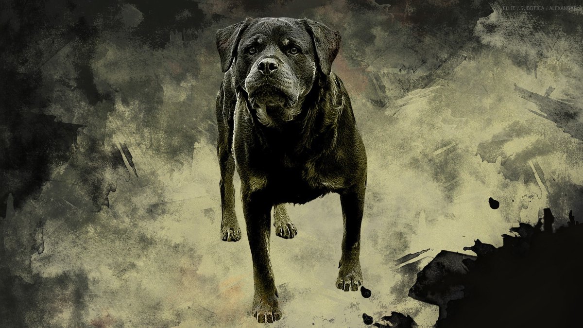 Питбуль на рабочий стол телефона