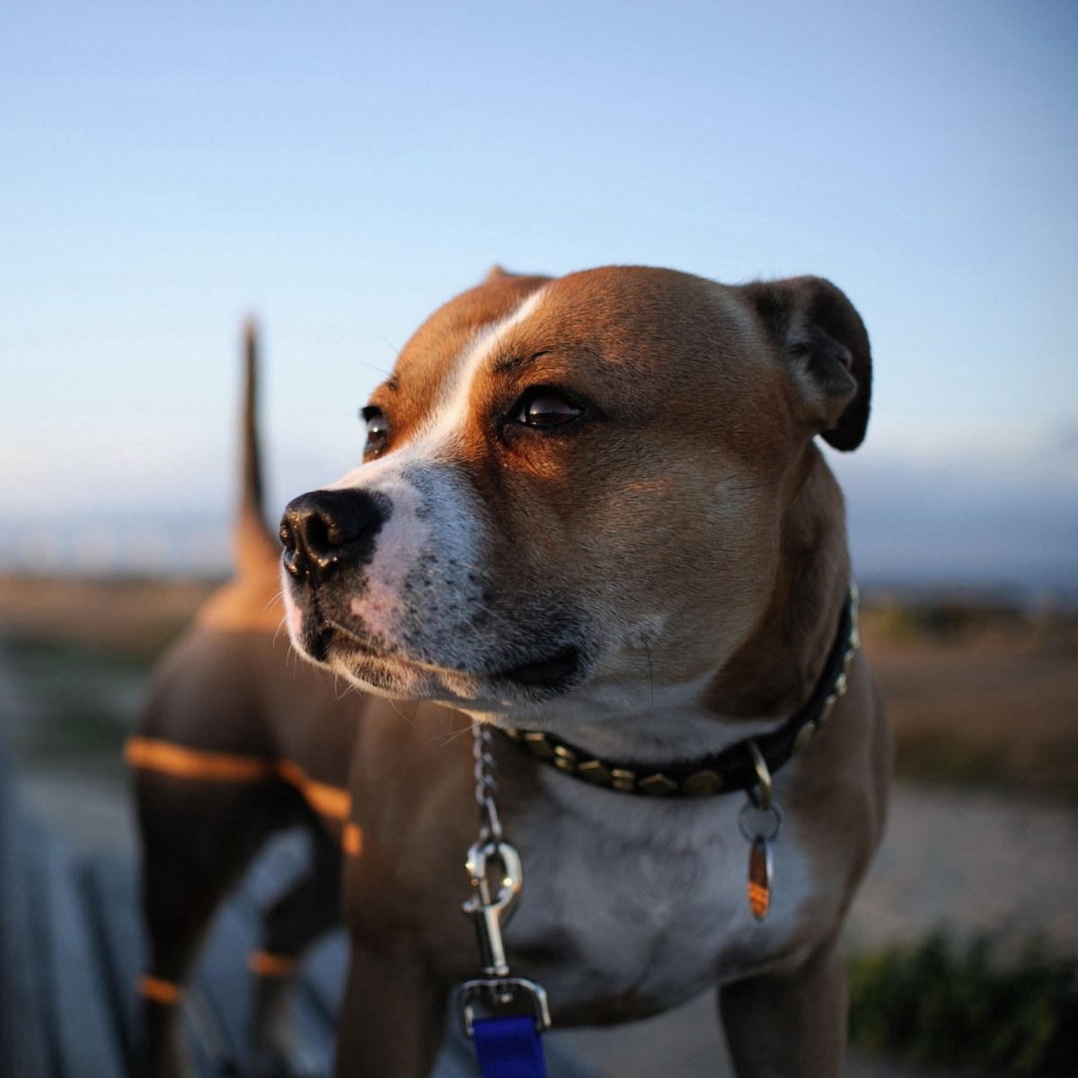 Питбуль старые фото