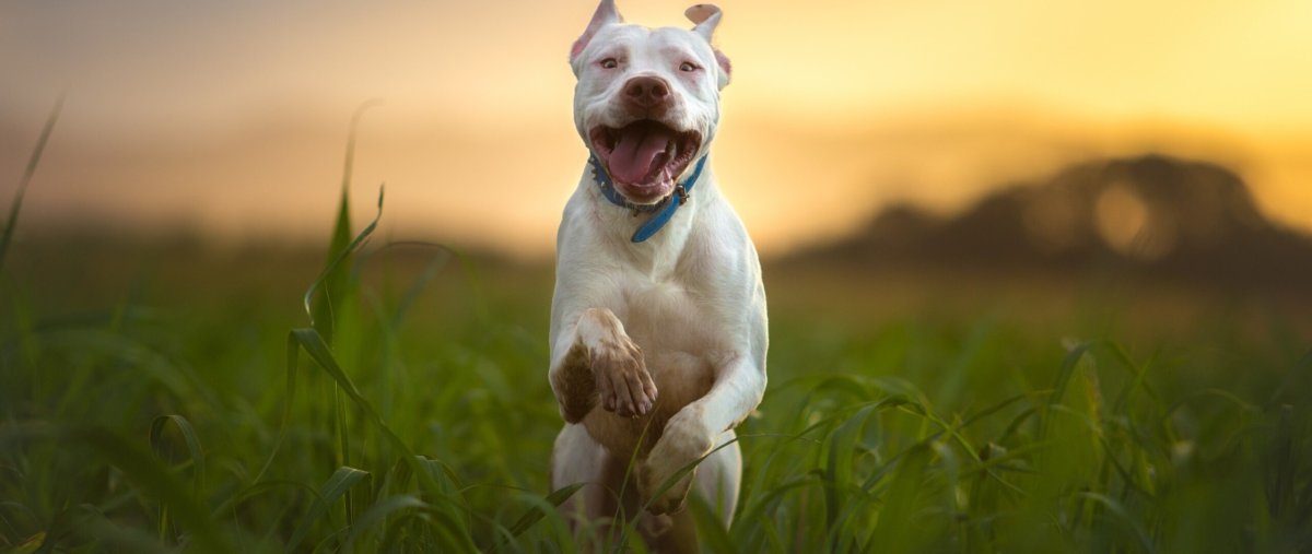 Американский питбультерьер злой