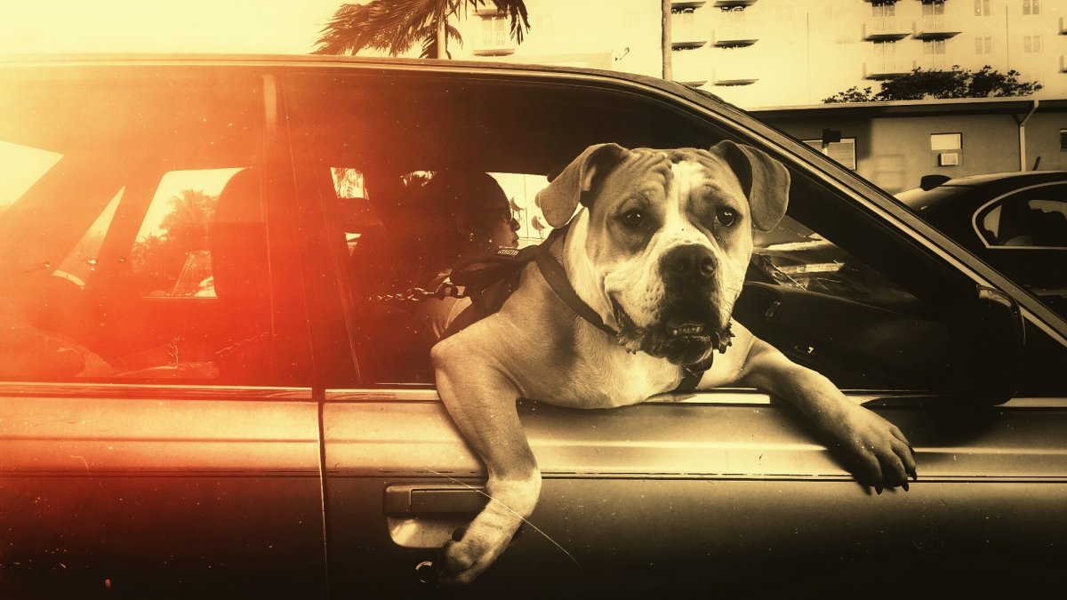 Стаффордширский терьер нянька