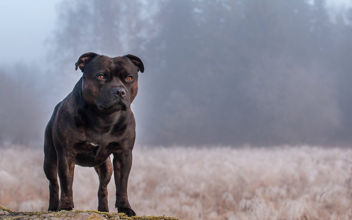 Pitbull порода собак