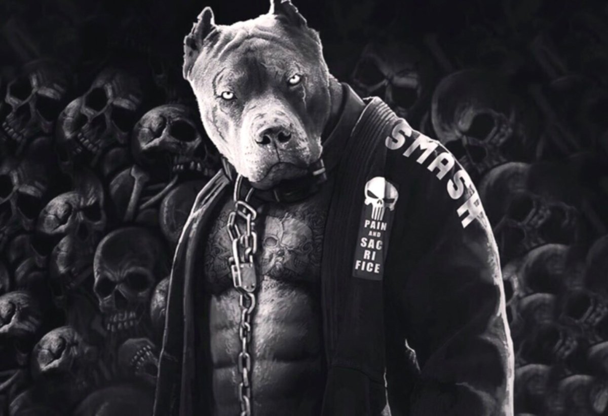 Собака питбуль на ринге UFC