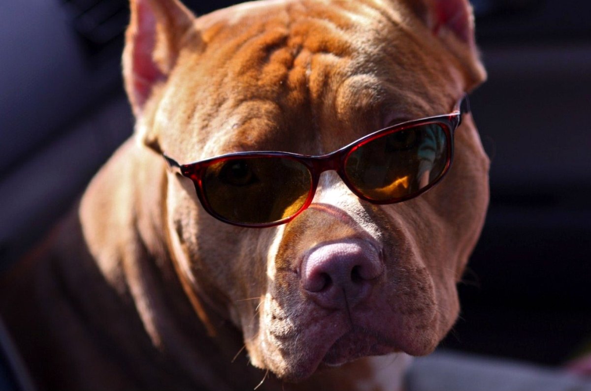 Обвес питбуль м5