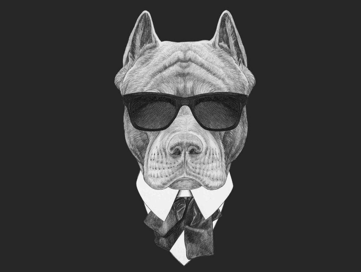 Американский стаффордширский терьер малыши