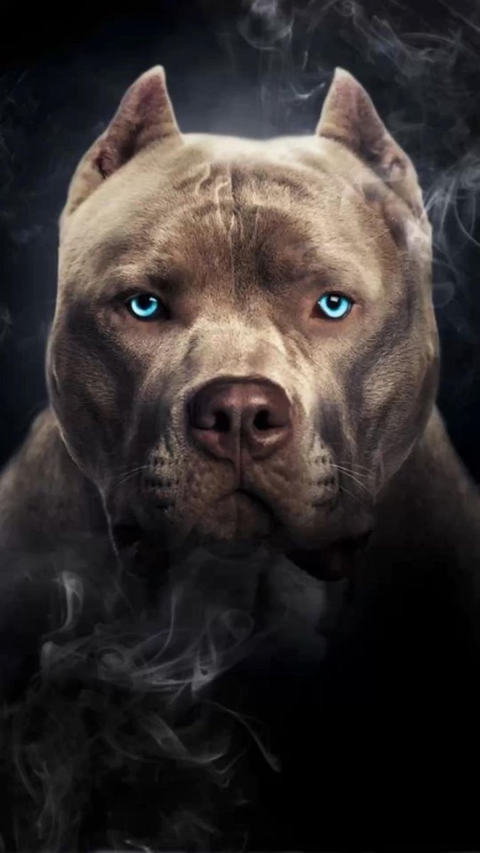 Pitbull Silver