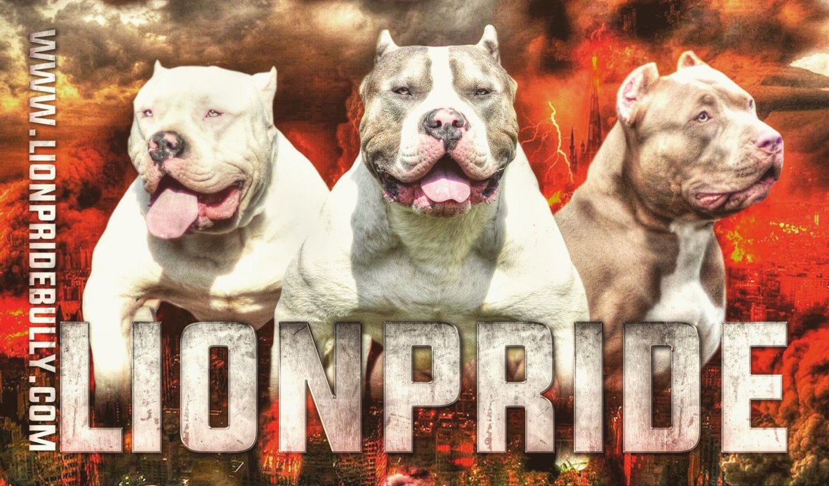Питбуль XXL Monster Pride Pitbull