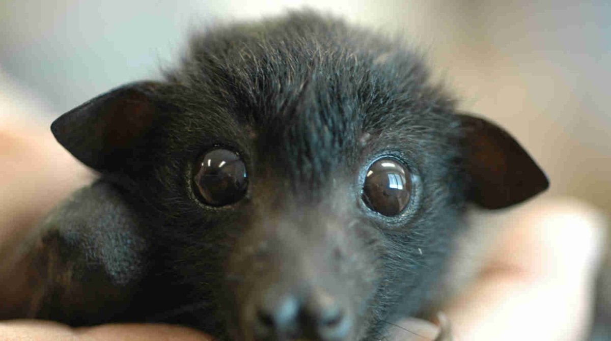 Летучая мышь милая