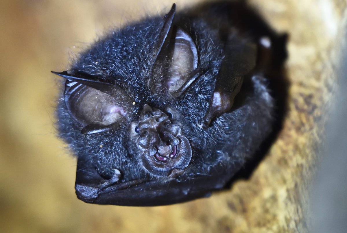 Угандийский подковонос