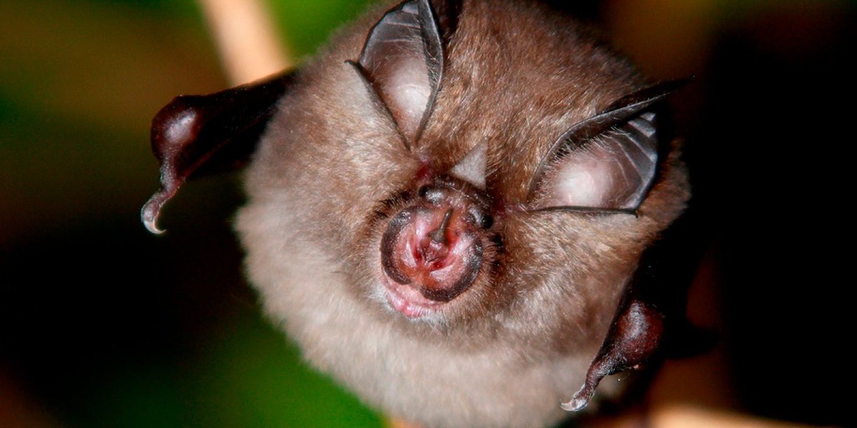 Широкоухий складчатогуб