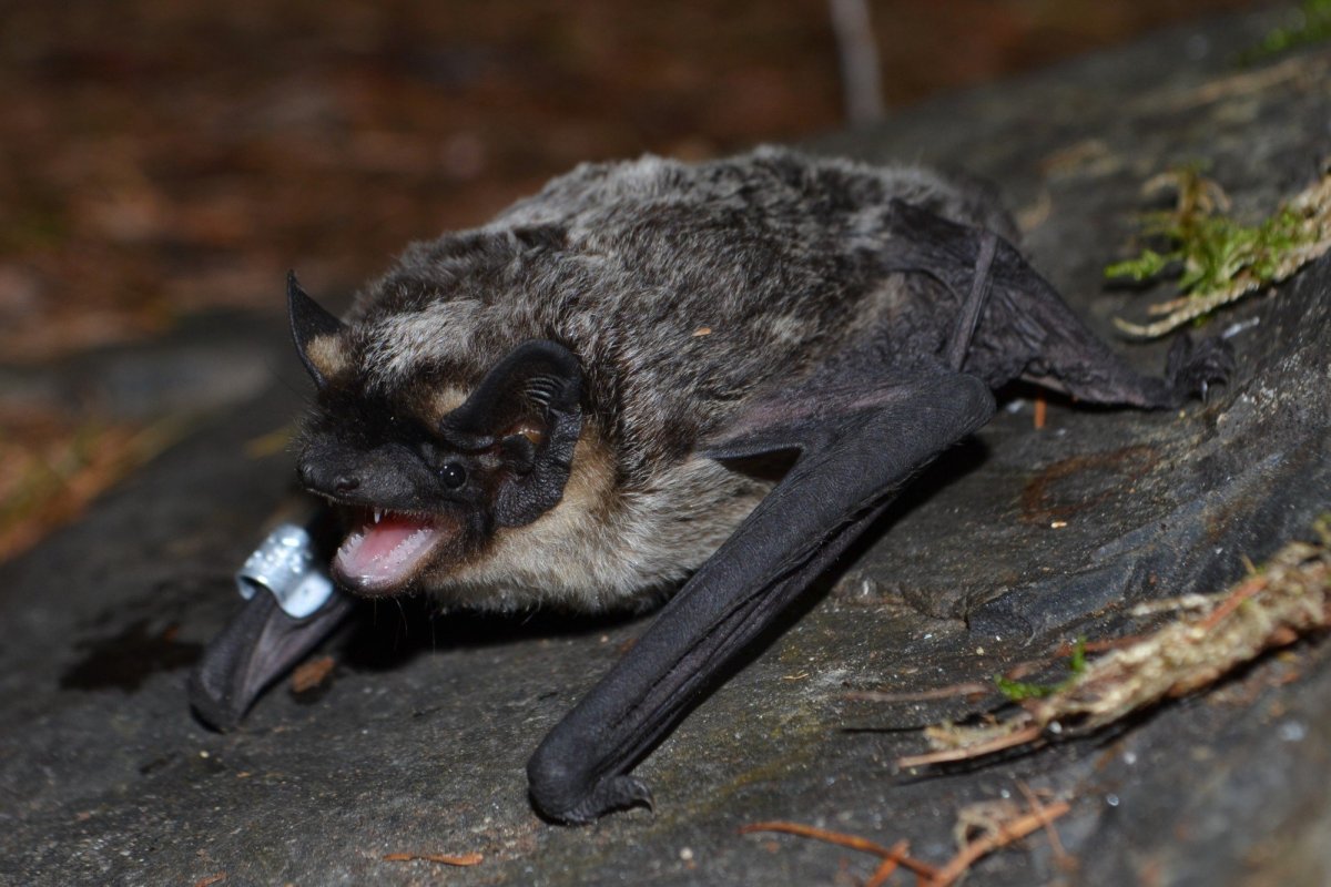 Широкоухий складчатогуб