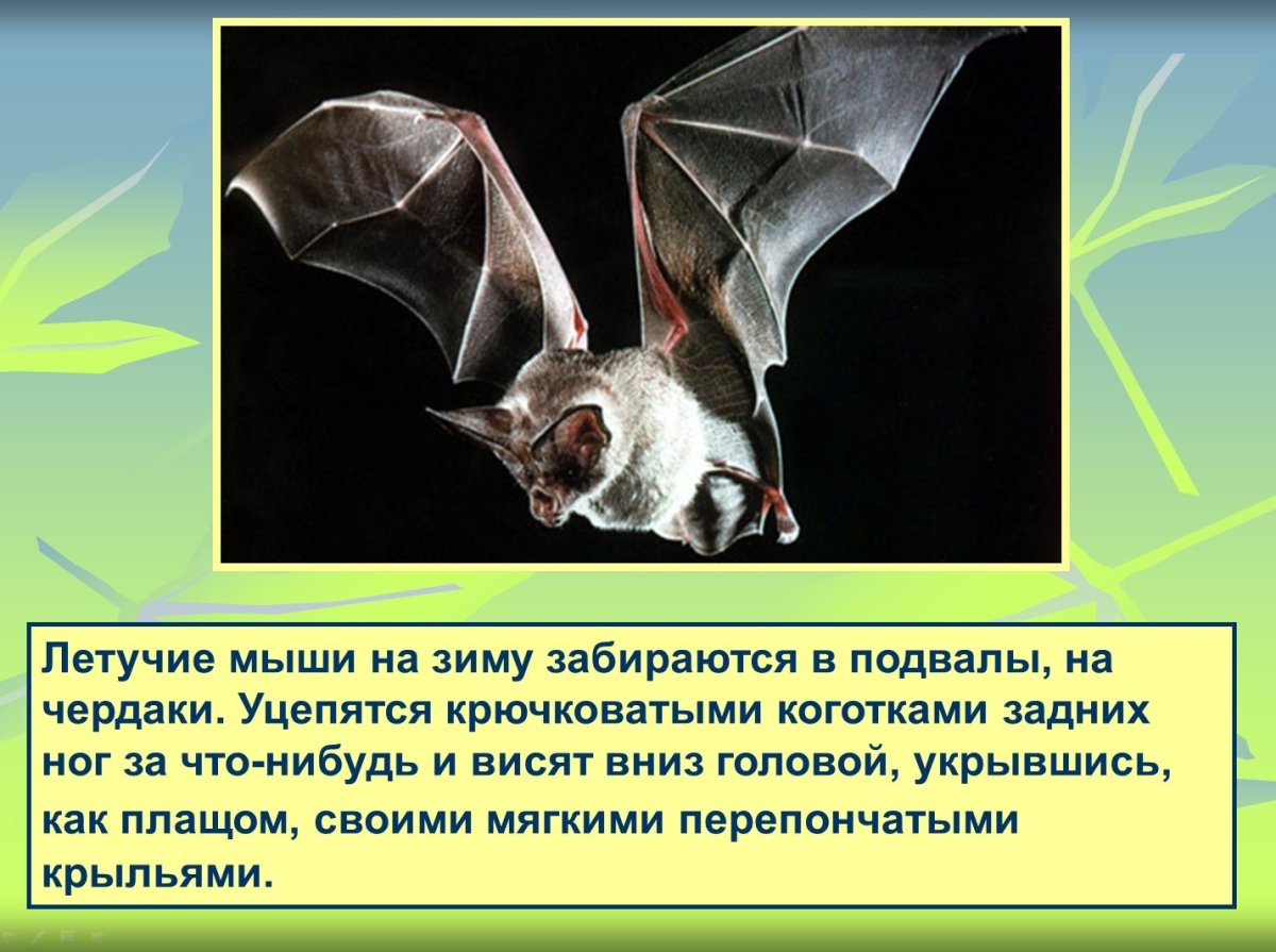 Рукокрылые Детеныши