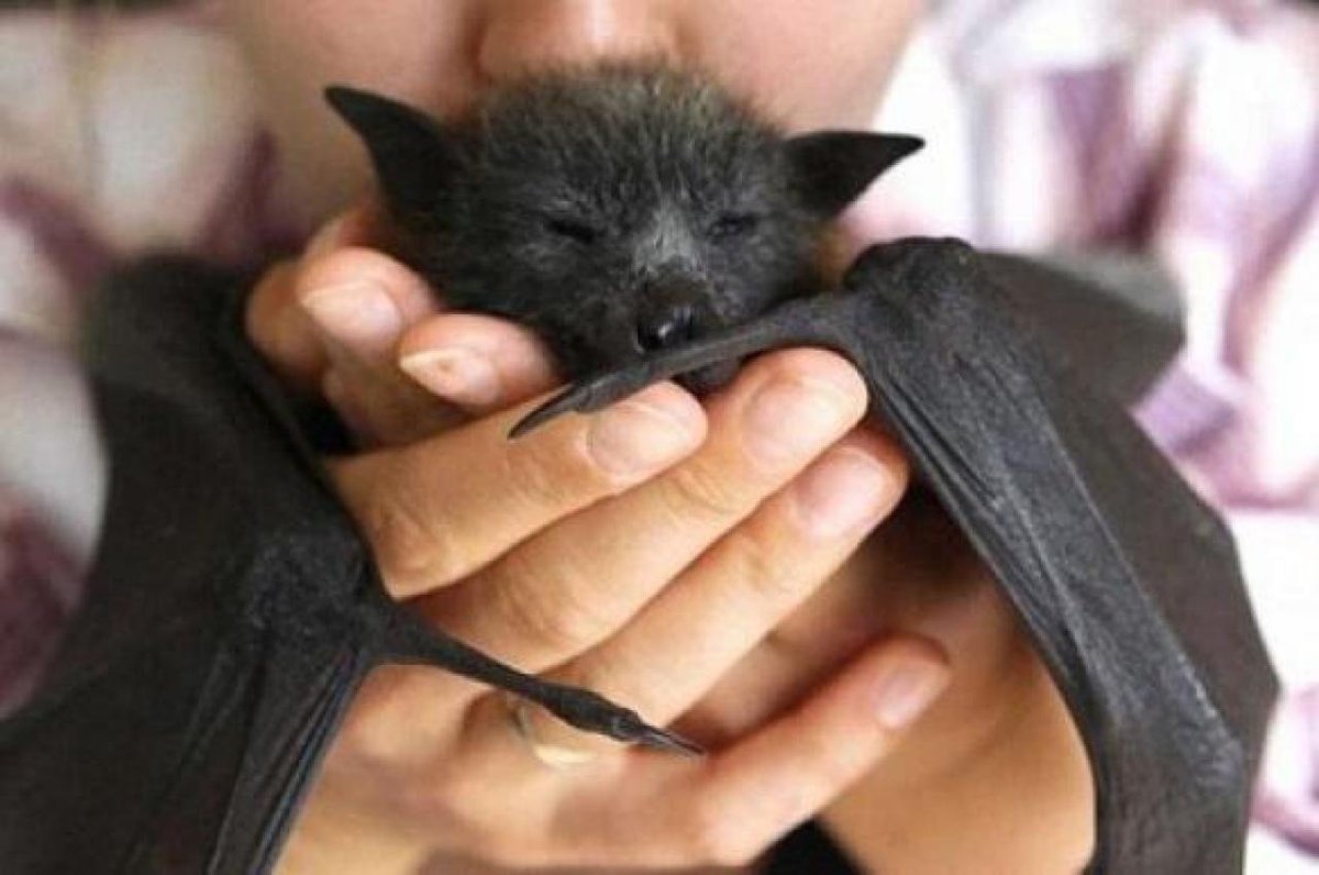 Новорожденная летучая мышь