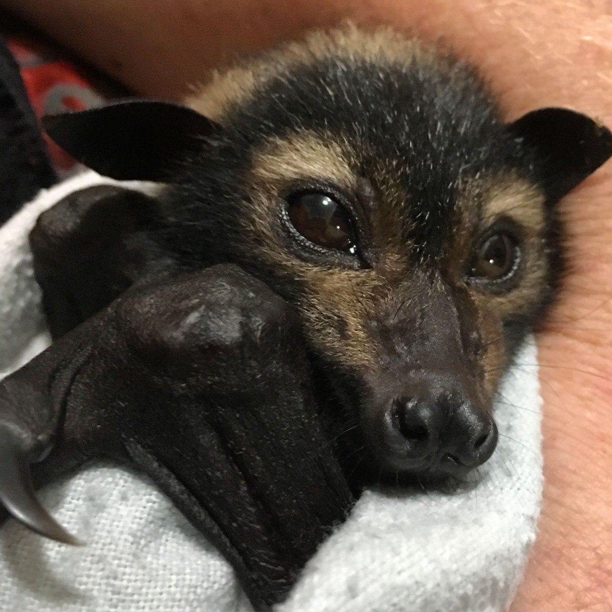 Собака похожая на летучую мышь