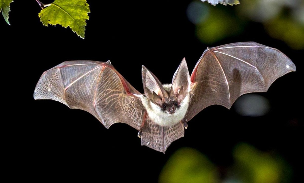 Летучая мышь и летучая лисица разница