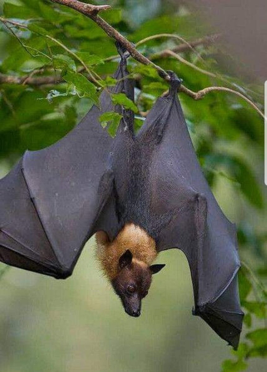 Карликовый крылан