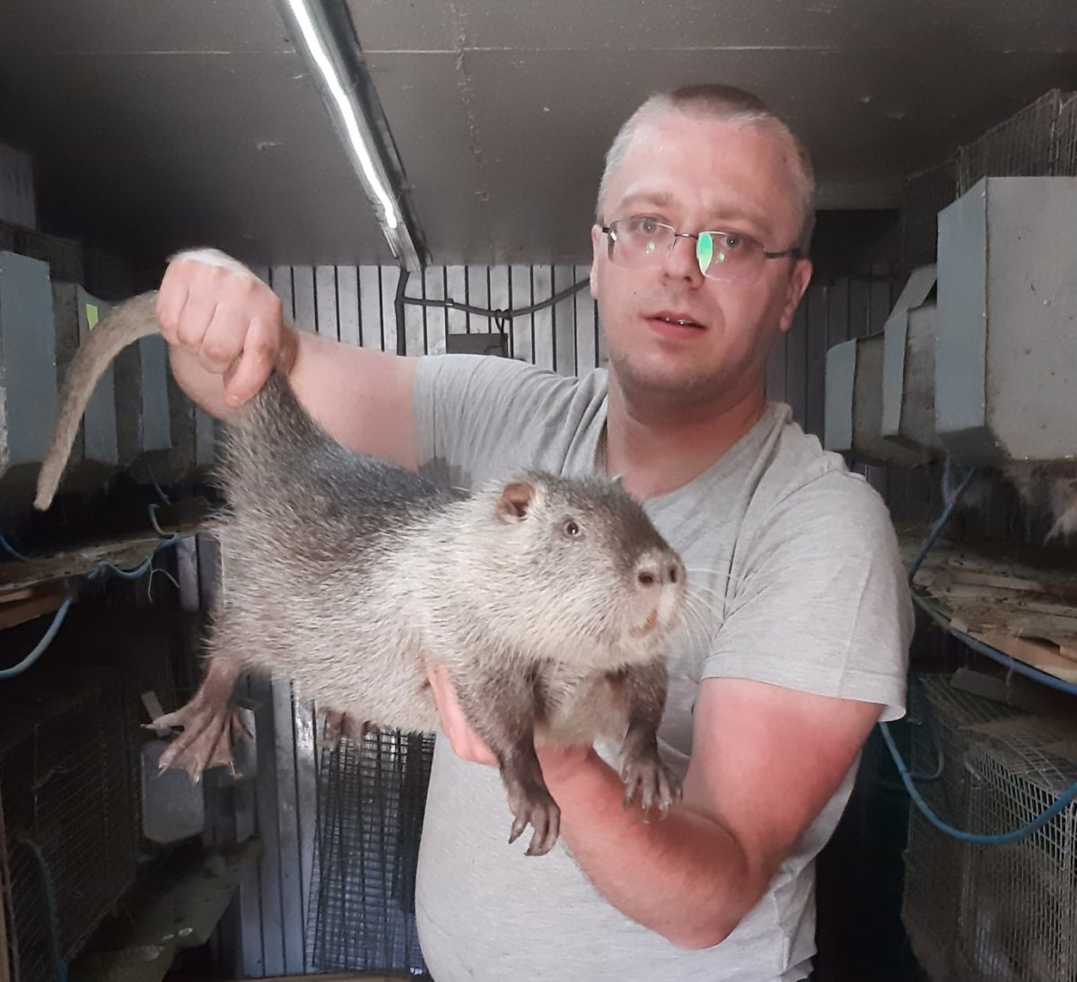 Большие крысы нутрии