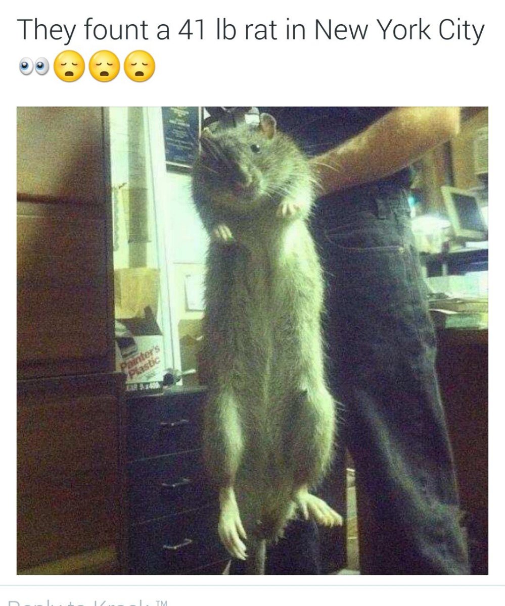 Нутрия большая крыса