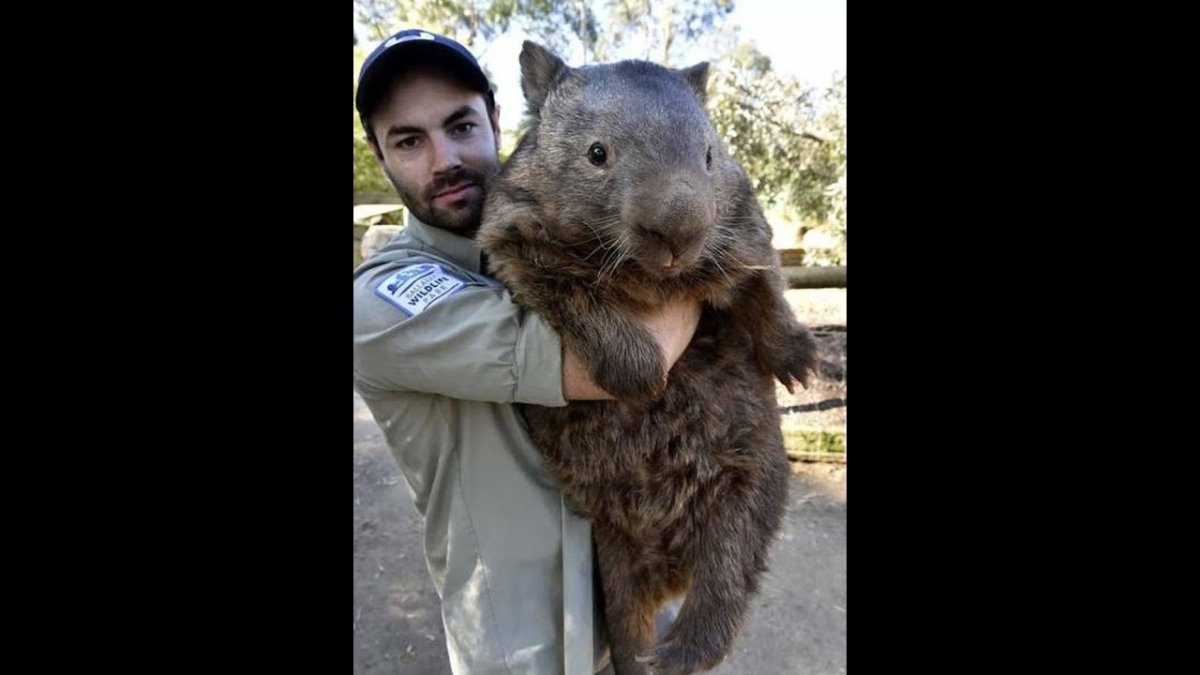 Крысы мутанты в Московском метро