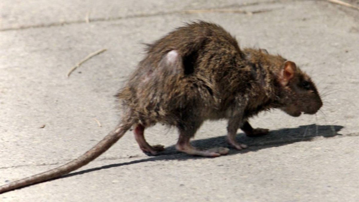 Крысиное царство фильм