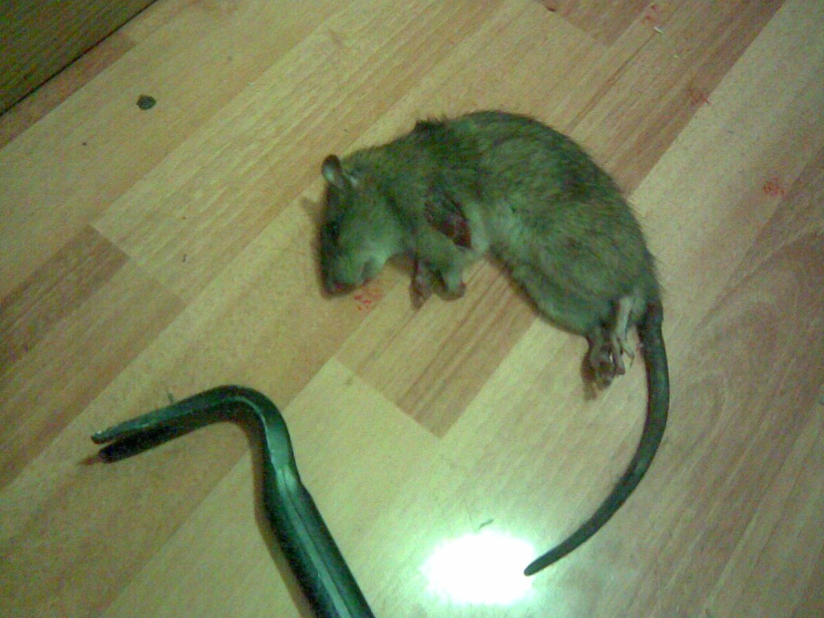 Капибара и морская Свинка