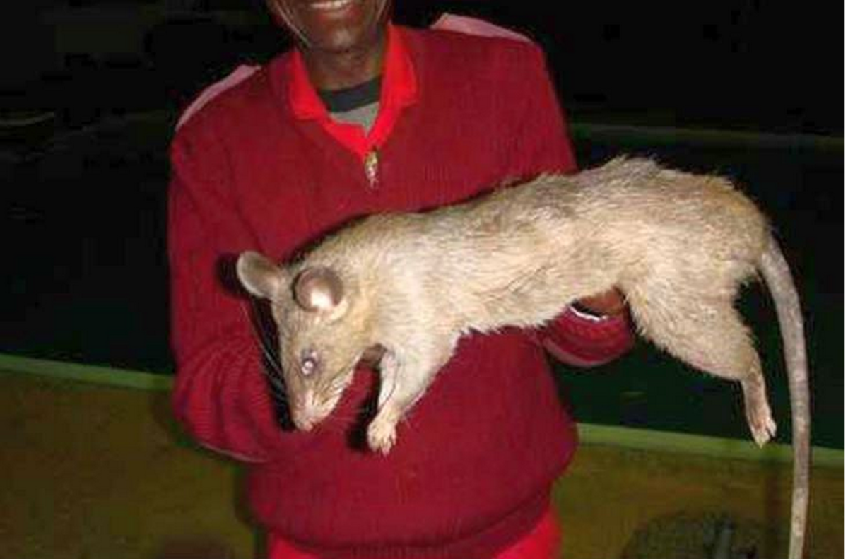 Нутрия и капибара