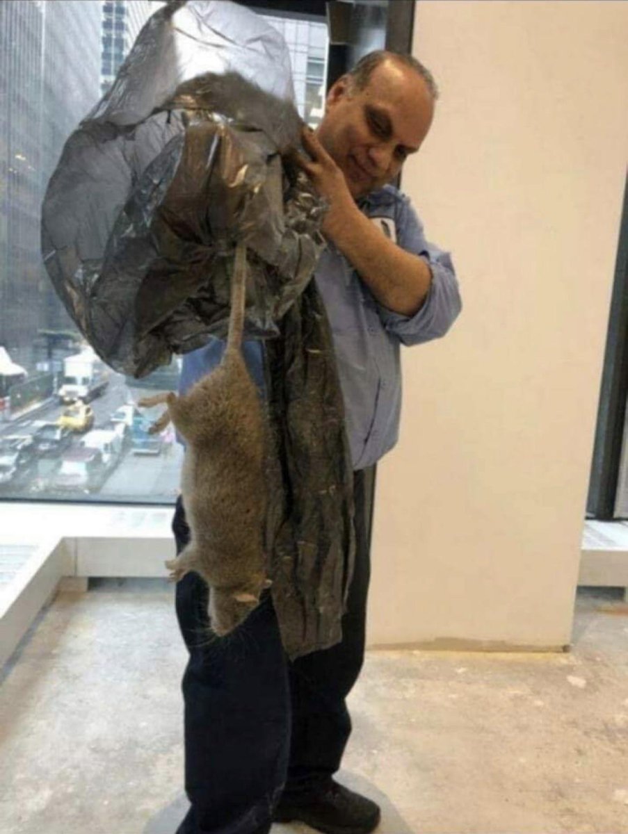 Гигантская домашняя крыса