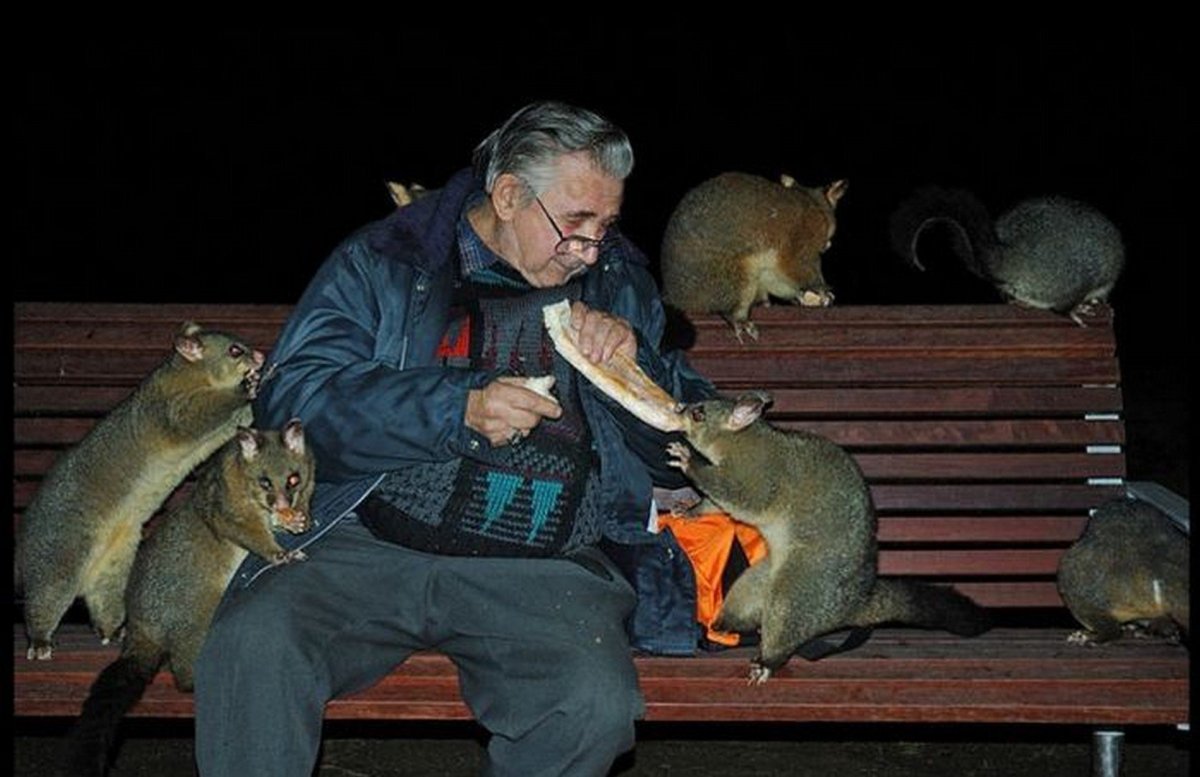 Серая крыса Пасюк крупная