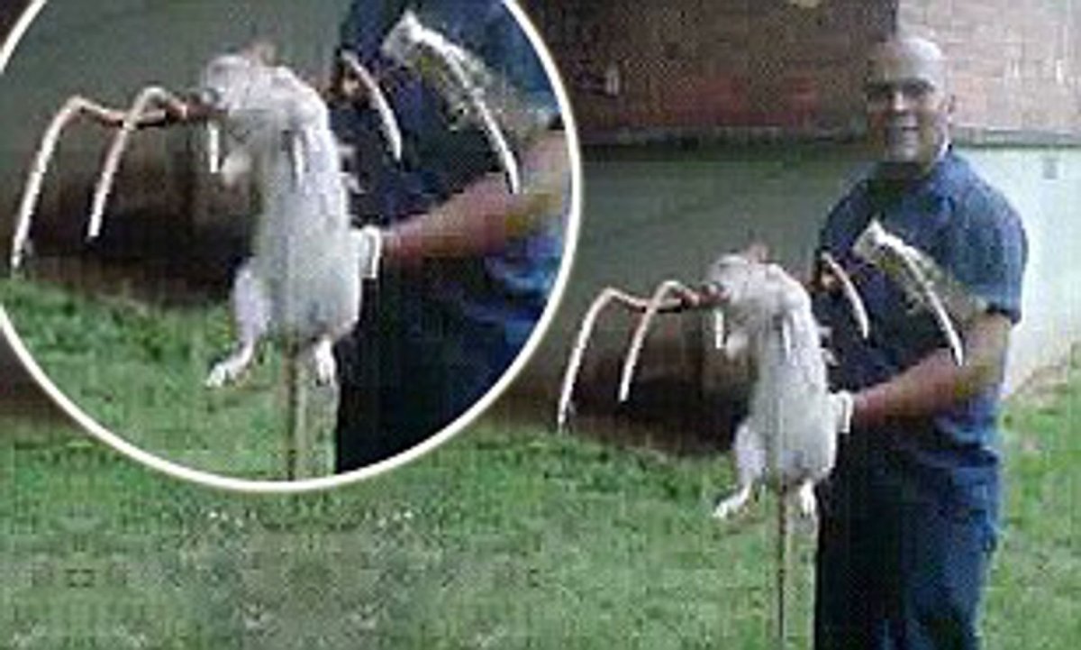 Крысы в Московском метро 2020