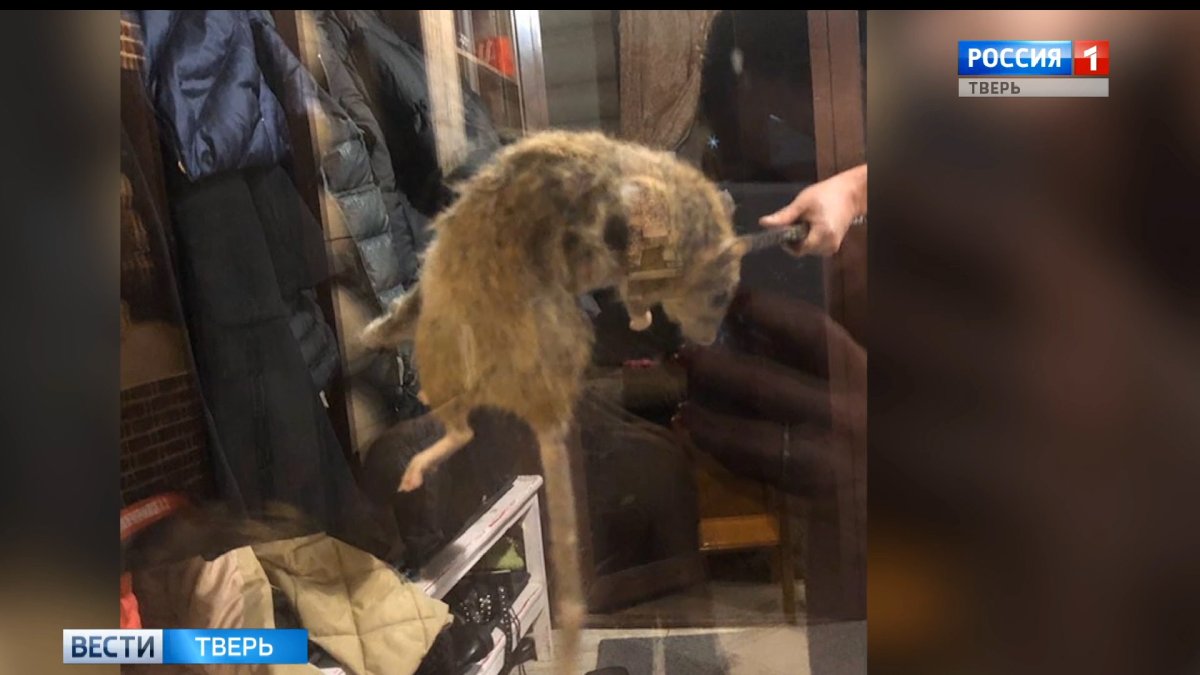 Самая большая крыса на планете