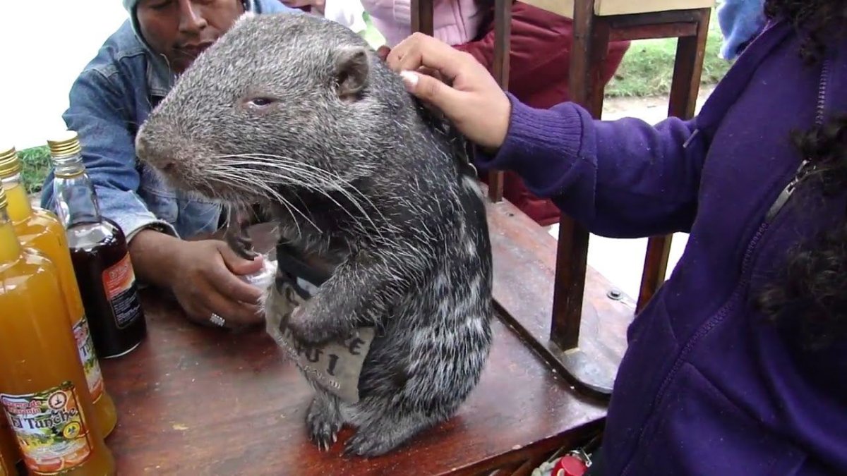 Австралийский хомяк вомбат