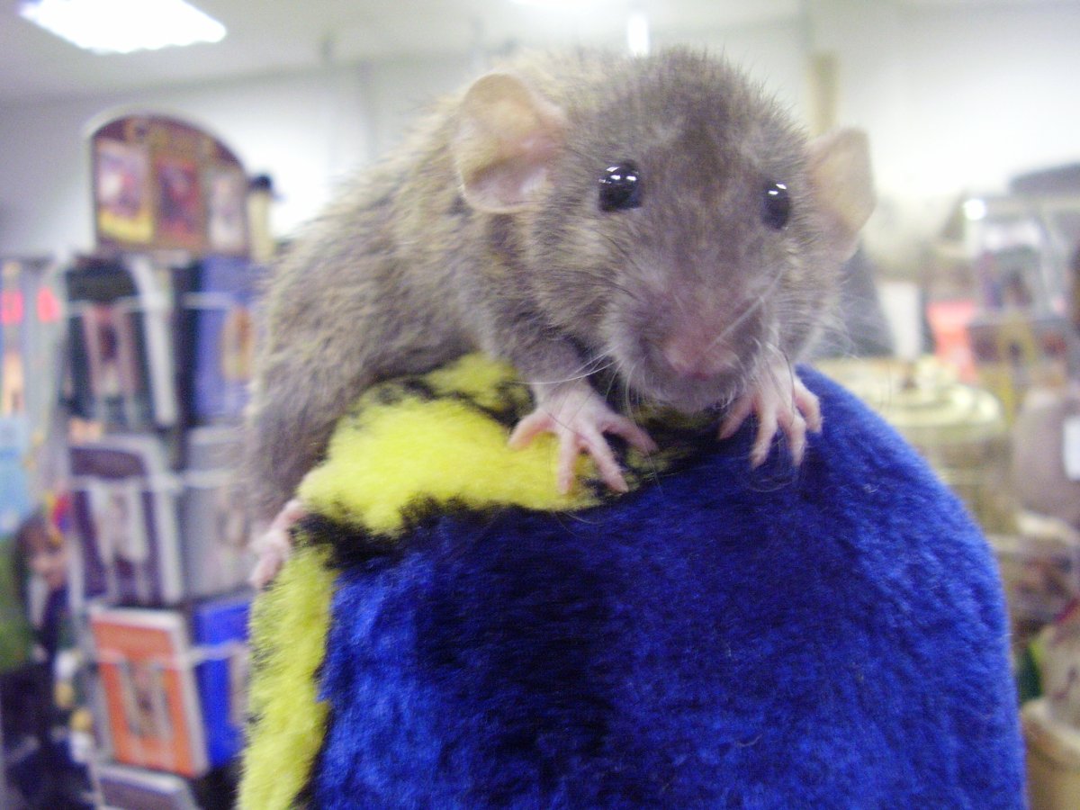 Гигантская крыса МУТАНТ В Московском метро