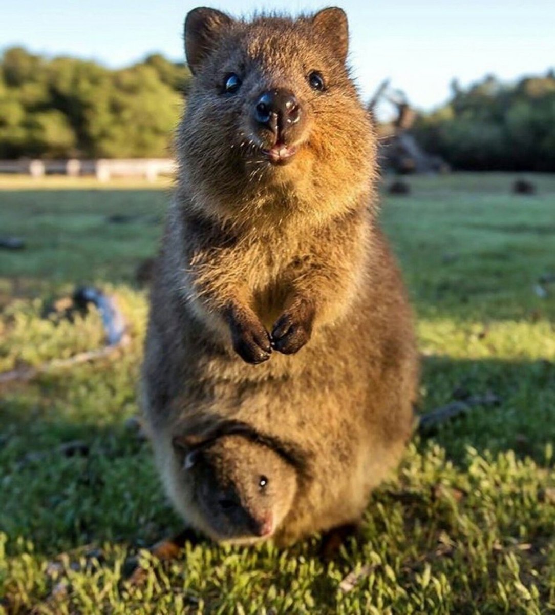 Карликовый кенгуру Квокка